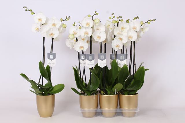 Picture of PHALAENOPSIS 02-STEM WHITE WORLD IN CERAMIC