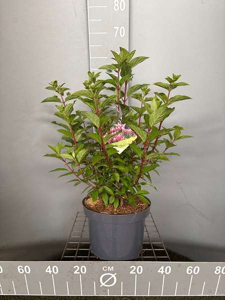 Picture of Hydrangea pan  pinky winky