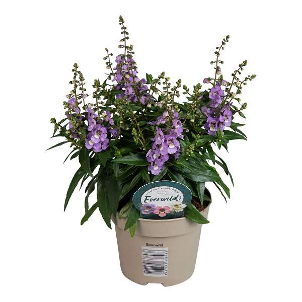 Picture of ANGELONIA ANGUSTIFOLIA SERENA BLUE