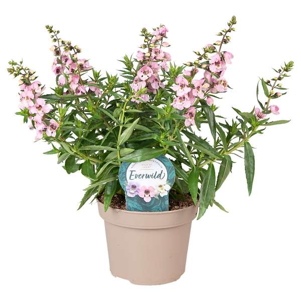 Picture of ANGELONIA ANGUSTIFOLIA SERENA PINK