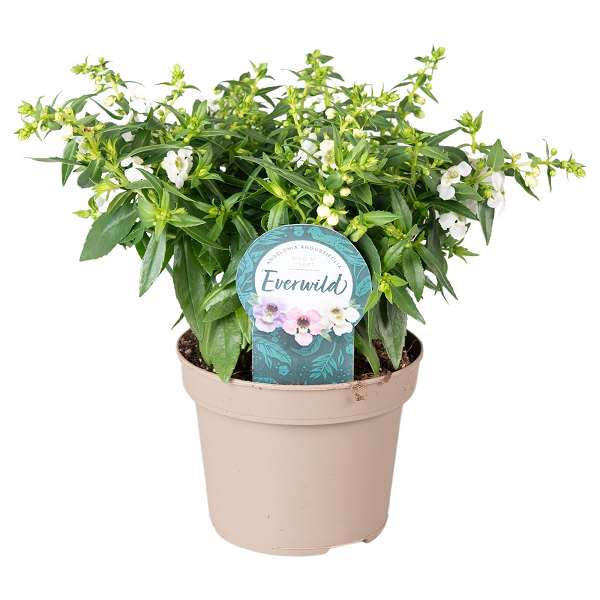 Picture of ANGELONIA ANGUSTIFOLIA SERENA WHITE