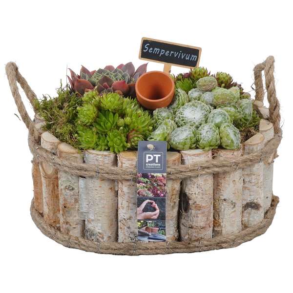 Picture of Sempervivum arrangement in wood