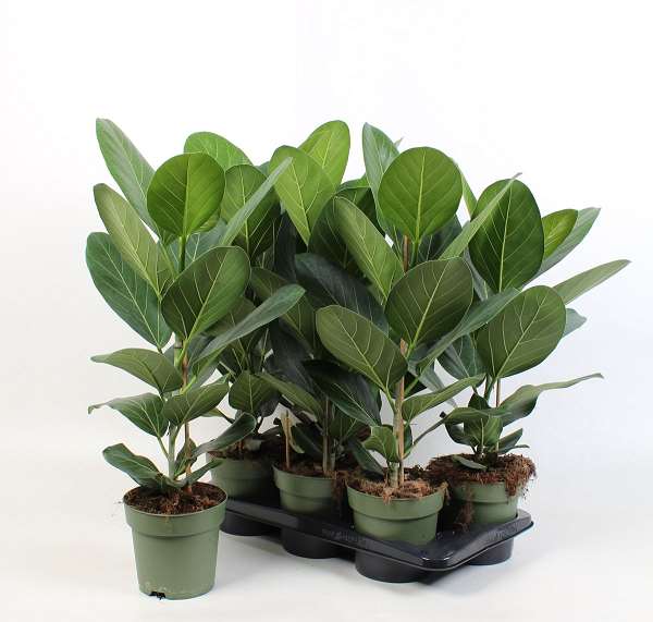 Picture of FICUS BENGHALENSIS AUDREY