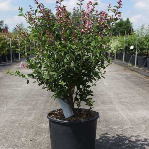 Picture of SYRINGA BLOOMERANG DARK PURPLE