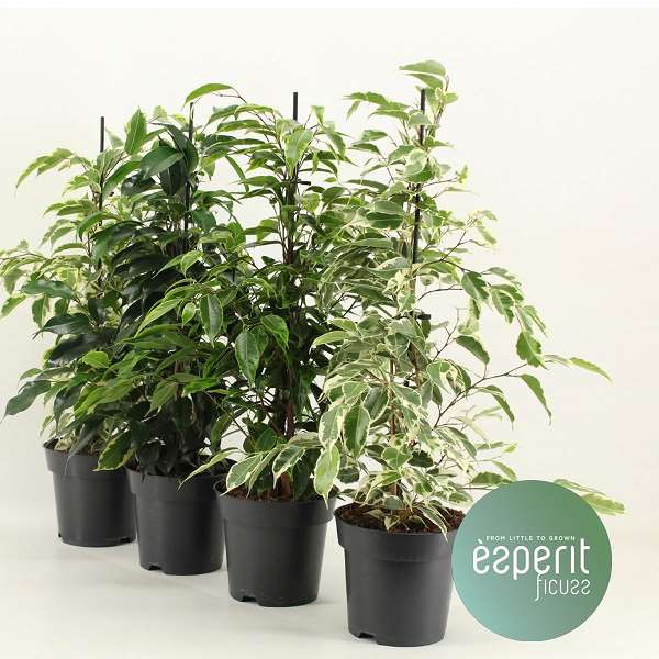 Picture of FICUS BENJAMINA ROYAL SELECTION