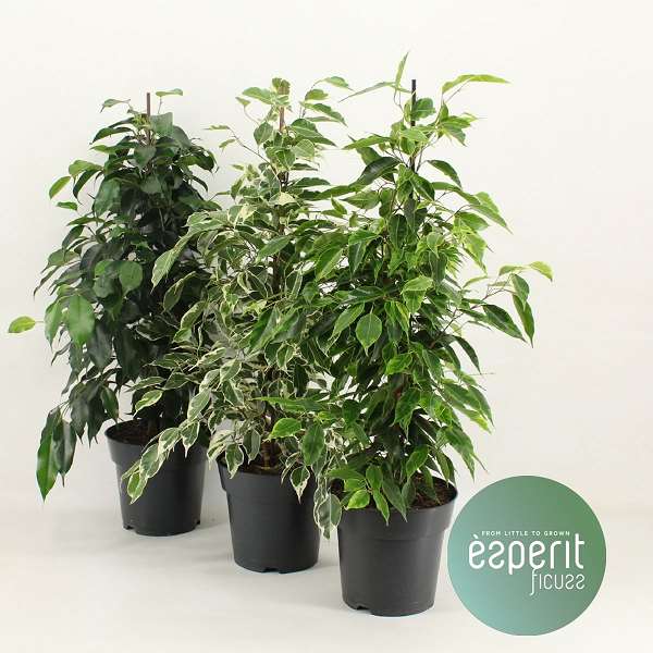 Picture of FICUS BENJAMINA ROYAL SELECTION