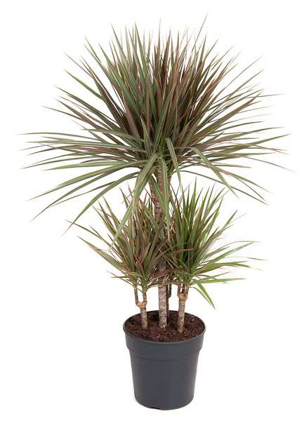 Picture of DRACAENA MARGINATA BICOLOR CARROUSEL 045CM