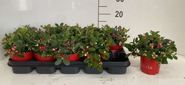 Picture of GAULTHERIA PROCUMBENS BIG BERRY