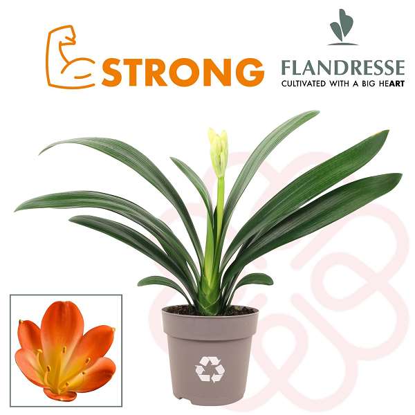 Picture of CLIVIA STRONG ORANGE