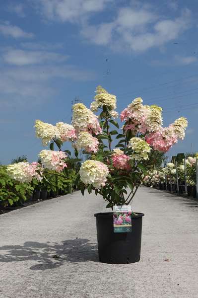 Picture of Hydrangea pan  fraise melba