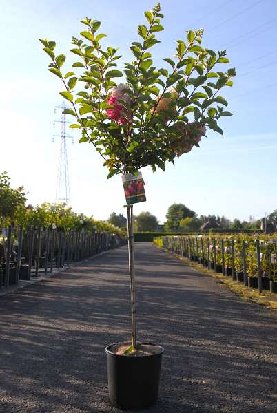 Picture of HYDRANGEA PANICULATA FRAISE MELBA