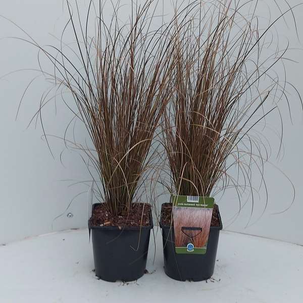 Picture of CAREX BUCHANANII RED ROOSTER