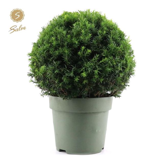 Picture of TAXUS BACCATA BALL 050CM