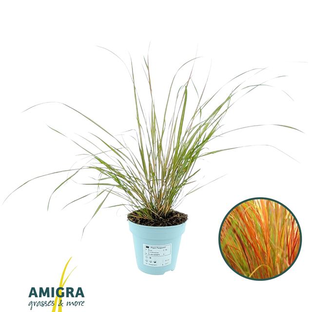 Picture of Stipa arundinacea pheasant