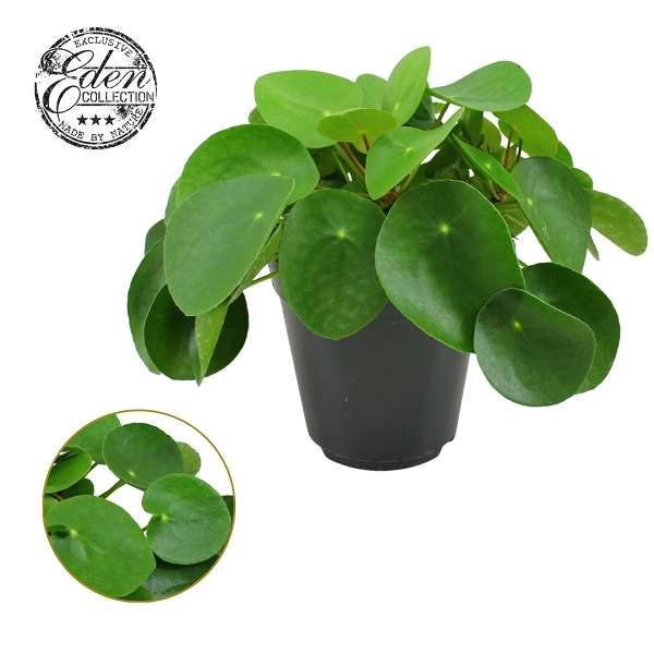 Picture of Pilea peperomioides
