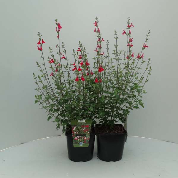 Picture of SALVIA MICROPHYLLA HOT LIPS