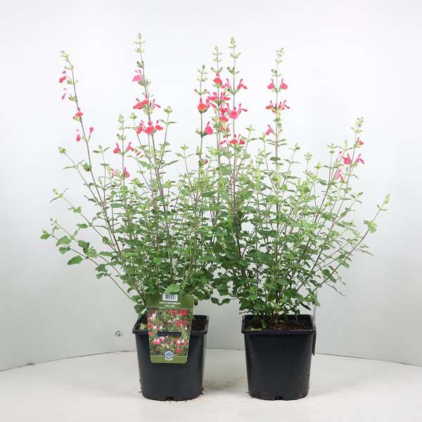 Picture of SALVIA MICROPHYLLA HOT LIPS