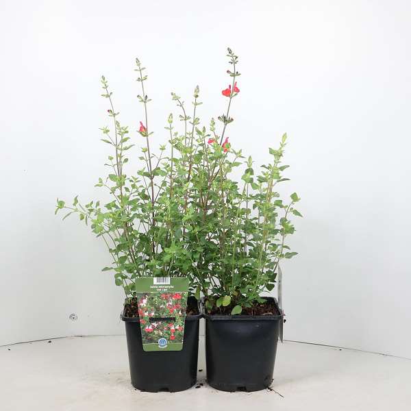 Picture of Salvia microphylla hot lips