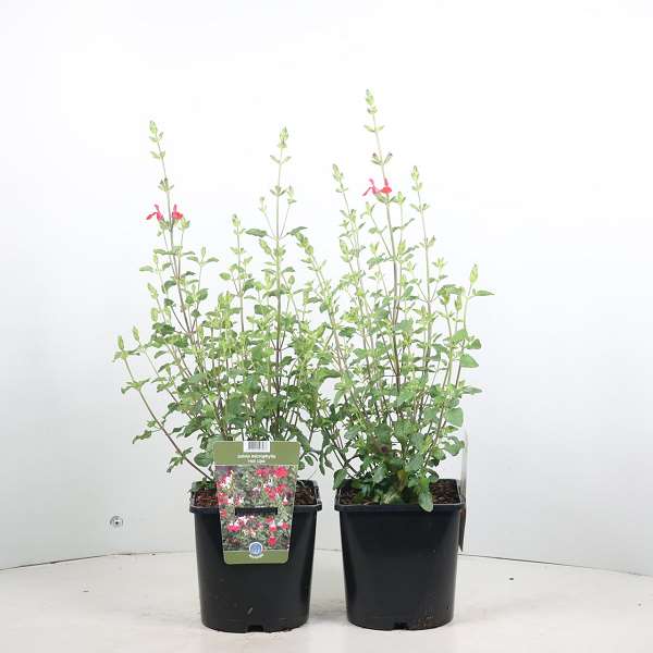 Picture of Salvia microphylla hot lips
