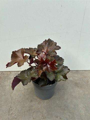 Picture of Heuchera red