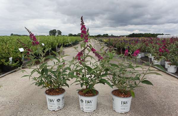 Picture of BUDDLEJA DAVIDII MISS RUBY PROVEN WINNERS®
