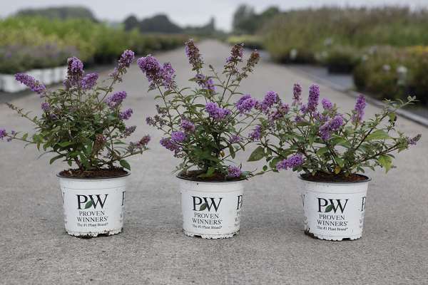 Picture of BUDDLEJA DAVIDII PURPLE CHIP