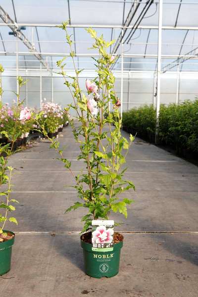 Picture of HIBISCUS SYRIACUS STARBURST CHIFFON