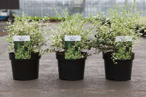 Picture of LIGUSTRUM IBOTA MUSLI