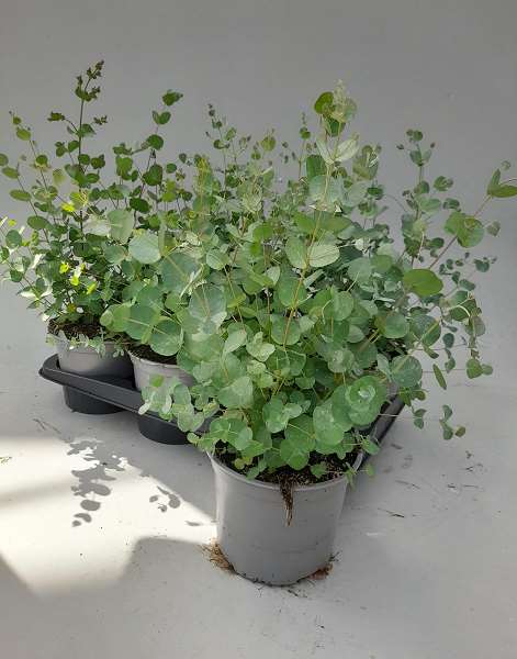 Picture of Eucalyptus gunnii
