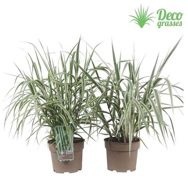 Picture of Arundo donax variegata