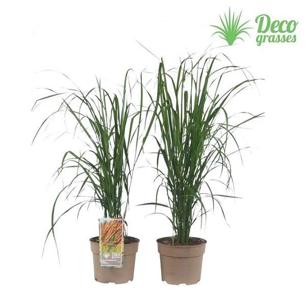 Picture of Calamagrostis acutiflora karl foerster