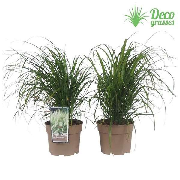 Picture of Calamagrostis brachytricha