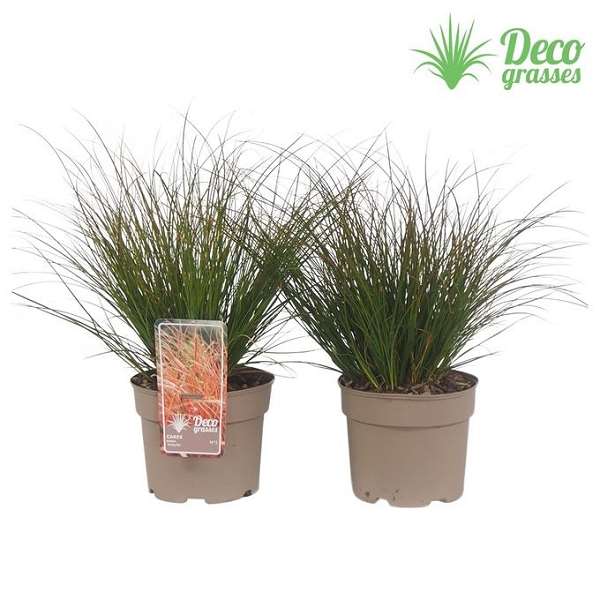 Picture of Carex testacea prairy fire