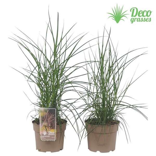 Picture of Miscanthus sinensis ferner osten