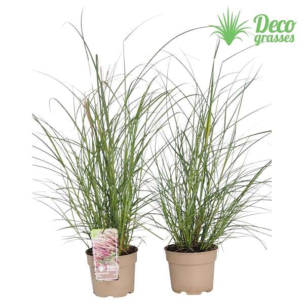 Picture of MISCANTHUS SINENSIS RED CHIEF