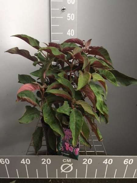 Picture of Hydrangea aspera 'hot choclate'