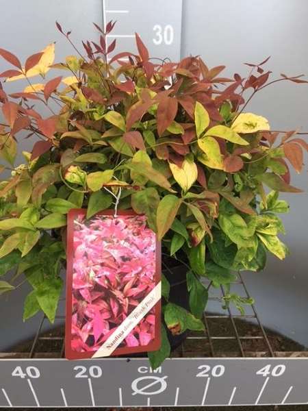 Picture of NANDINA DOMESTICA BLUSH PINK