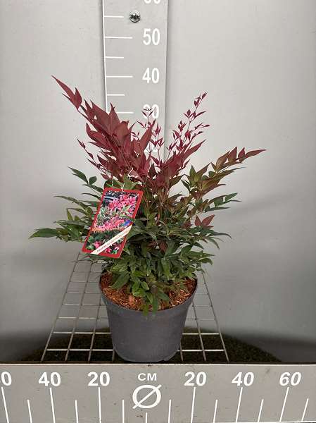 Picture of NANDINA DOMESTICA OBSESSED