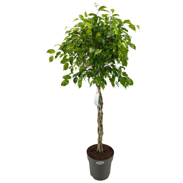 Picture of FICUS BENJAMINA EXOTICA BRAIDED STEM