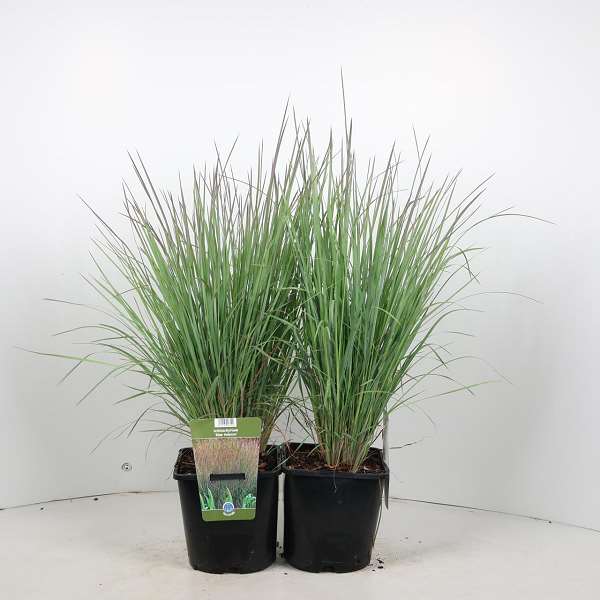 Picture of Schizachyrium blue heaven