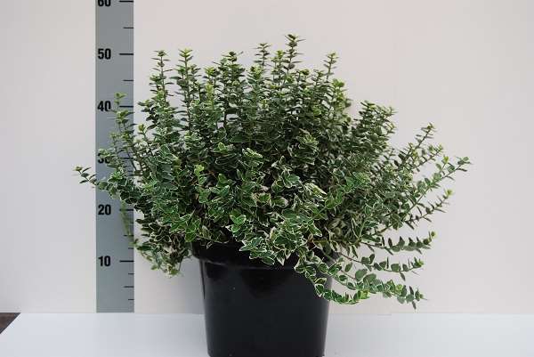 Picture of EUONYMUS FORTUNEI EMERALD GAEITY