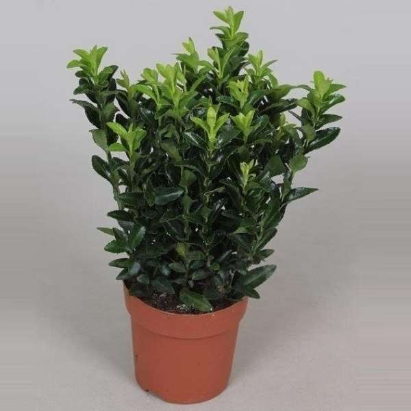 Picture of EUONYMUS JAPONICA GREEN SPIRE