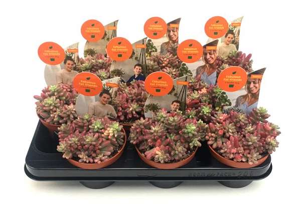 Picture of Sedum rubrotintum rosea