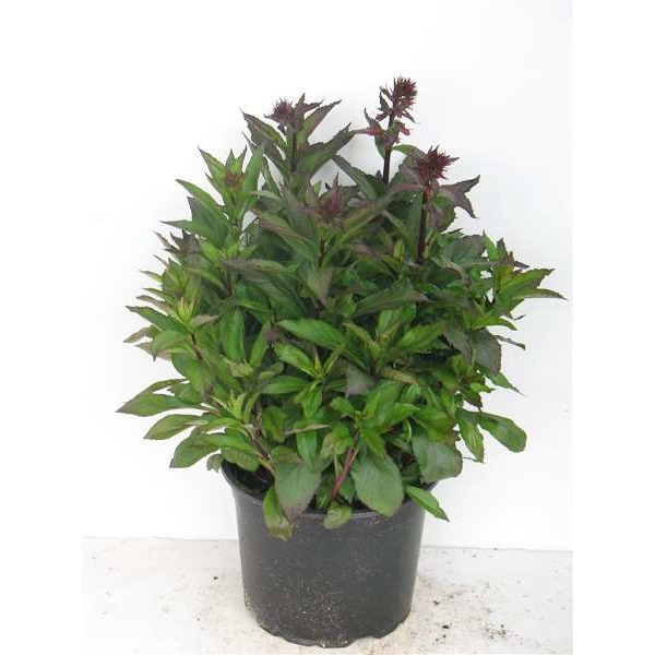 Picture of Hydrangea pan  bobo