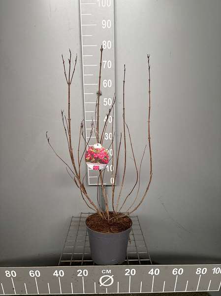 Picture of Weigela florida brigela