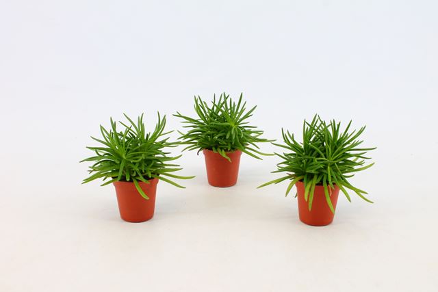 Picture of SENECIO ARCHERI HIMALAYA