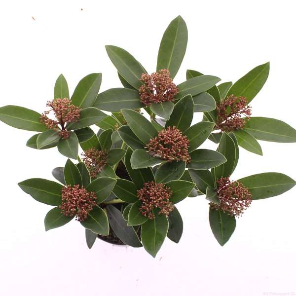 Picture of Skimmia japonica red dwarf 03 fl