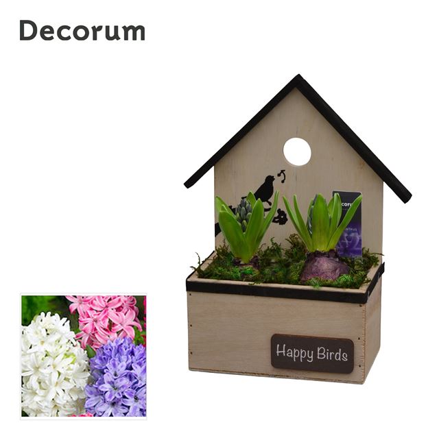 Picture of HYACINTHUS 2BULBS WOOD BIRDHOUSE