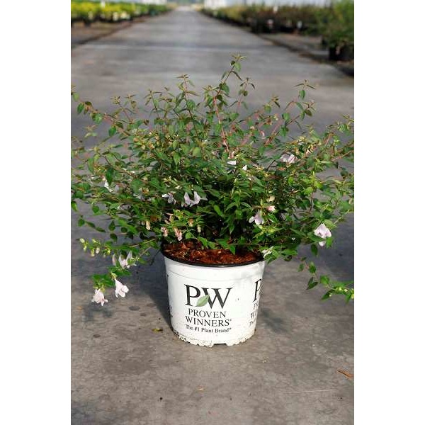 Picture of ABELIA GRANDIFLORA PINKY BELLS