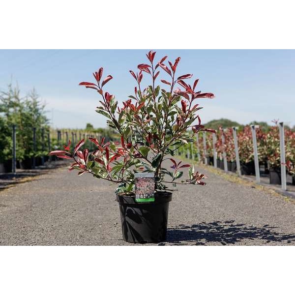 Picture of PHOTINIA FRASERI PINK MARBLE